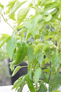 Pepper Plant